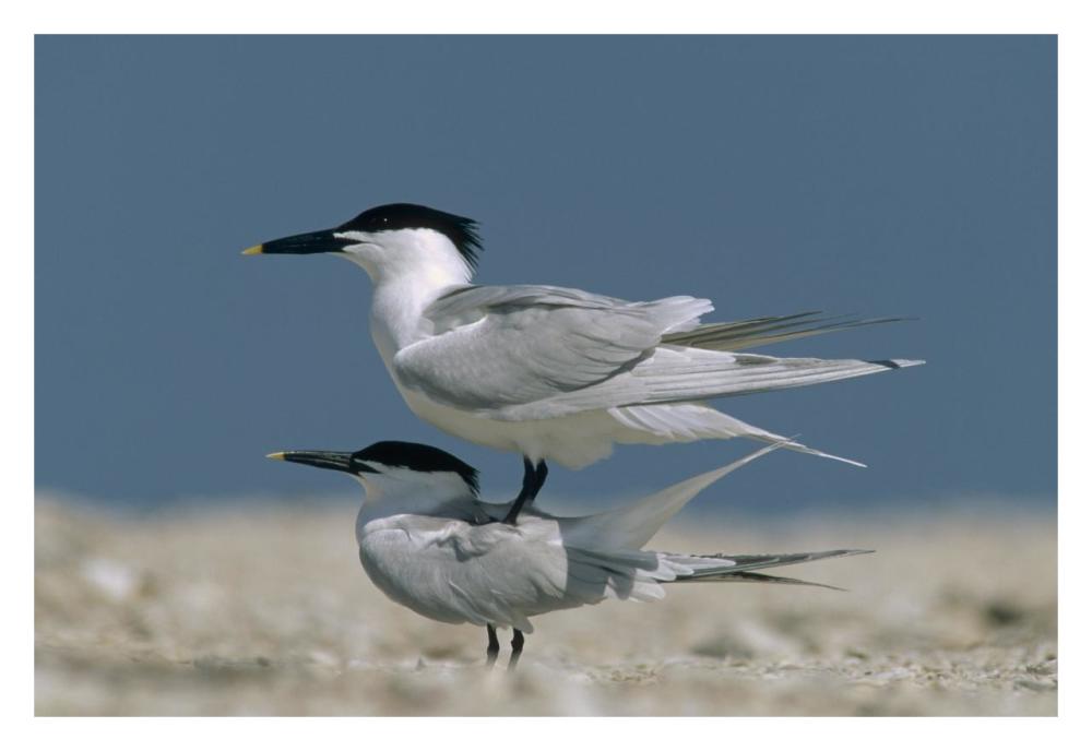 Sandwich Tern Couple Courting, North America-Paper Art-32,,X22,,