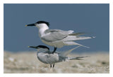 Sandwich Tern Couple Courting, North America-Paper Art-32,,X22,,