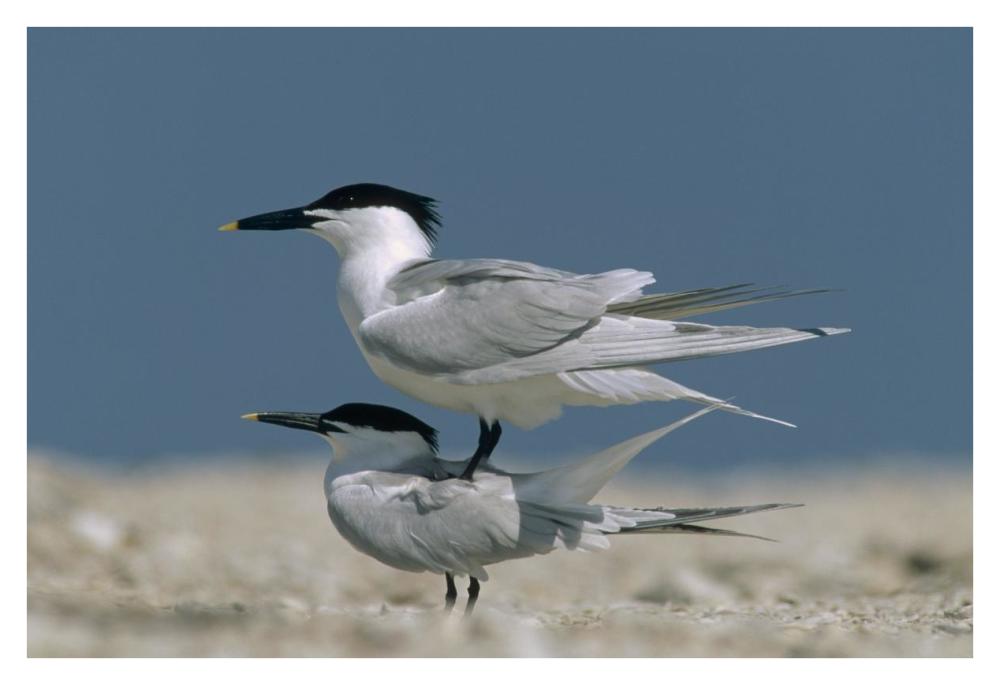 Sandwich Tern Couple Courting, North America-Paper Art-38,,X26,,