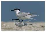 Sandwich Tern Couple Courting, North America-Paper Art-38,,X26,,