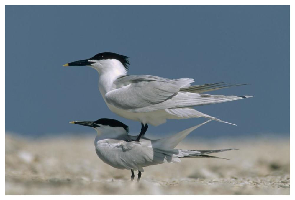Sandwich Tern Couple Courting, North America-Paper Art-62,,X42,,