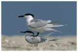 Sandwich Tern Couple Courting, North America-Paper Art-62,,X42,,