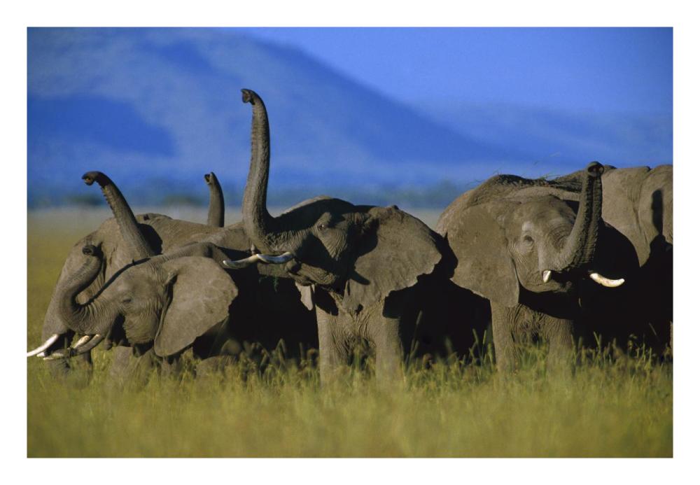 African Elephant Herd Sniffing The Air, Kenya-Paper Art-26,,X18,,