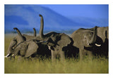 African Elephant Herd Sniffing The Air, Kenya-Paper Art-26,,X18,,