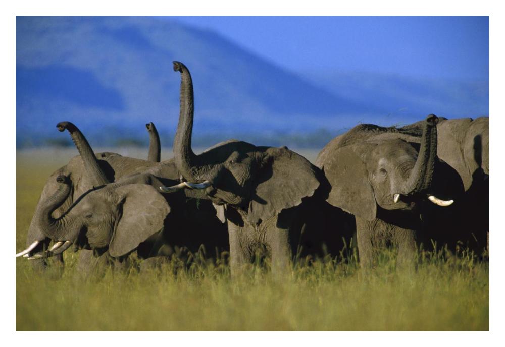 African Elephant Herd Sniffing The Air, Kenya-Paper Art-32,,X22,,