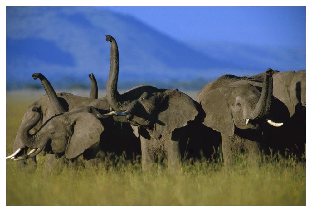 African Elephant Herd Sniffing The Air, Kenya-Paper Art-50,,X34,,