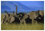 African Elephant Herd Sniffing The Air, Kenya-Paper Art-50,,X34,,