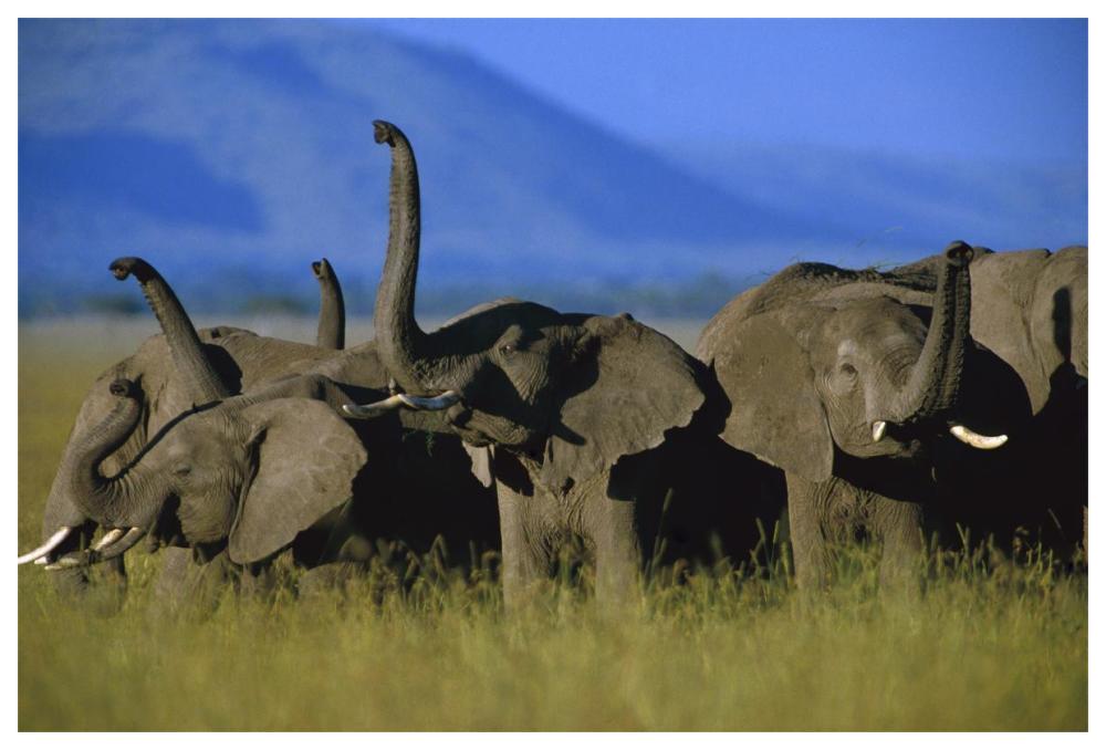 African Elephant Herd Sniffing The Air, Kenya-Paper Art-62,,X42,,