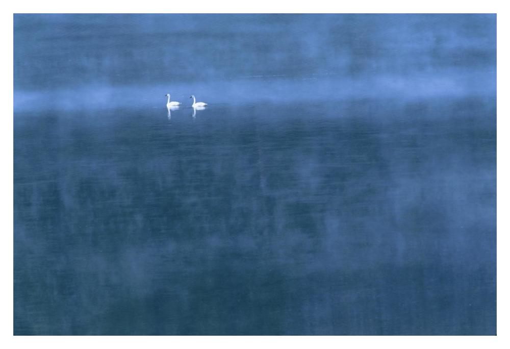 Trumpeter Swan Pair On Misty Elk Lake, Montana-Paper Art-20,,X14,,