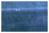 Trumpeter Swan Pair On Misty Elk Lake, Montana-Paper Art-20,,X14,,