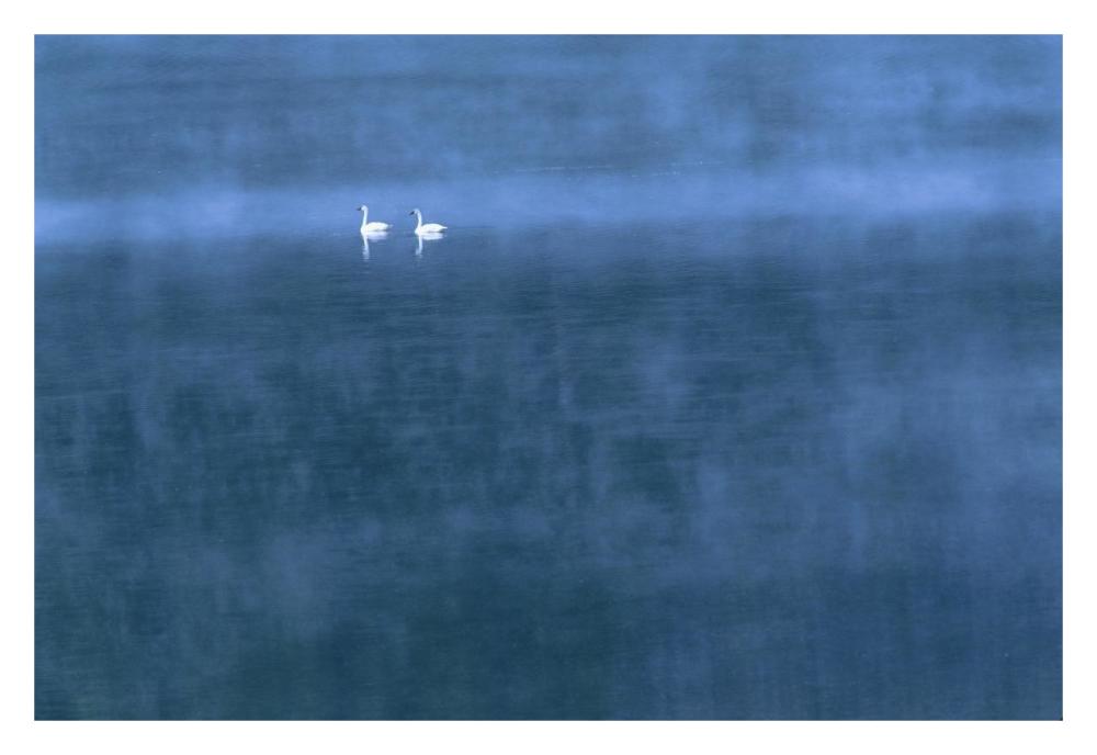 Trumpeter Swan Pair On Misty Elk Lake, Montana-Paper Art-32,,X22,,