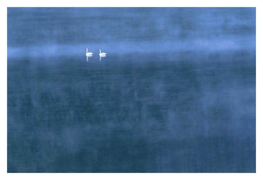 Trumpeter Swan Pair On Misty Elk Lake, Montana-Paper Art-38,,X26,,