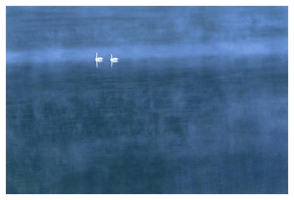 Trumpeter Swan Pair On Misty Elk Lake, Montana-Paper Art-50,,X34,,