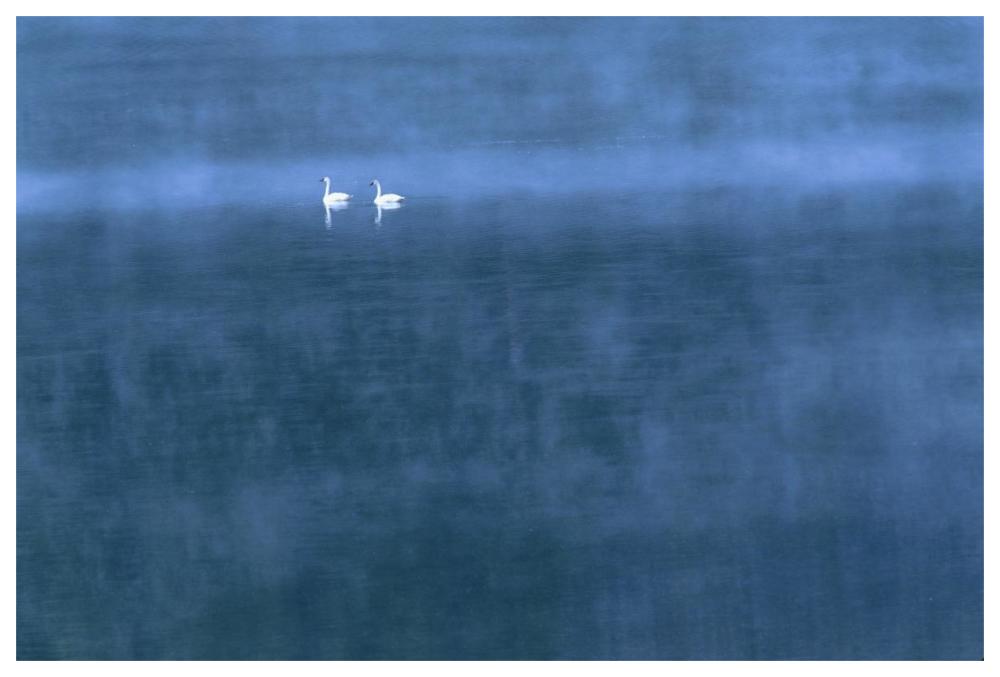 Trumpeter Swan Pair On Misty Elk Lake, Montana-Paper Art-62,,X42,,