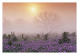 Sand Verbena Foggy Sunrise, Hill Country, Texas-Paper Art-32,,X22,,