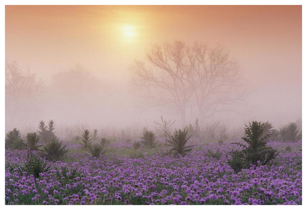Sand Verbena Foggy Sunrise, Hill Country, Texas-Paper Art-62,,X42,,