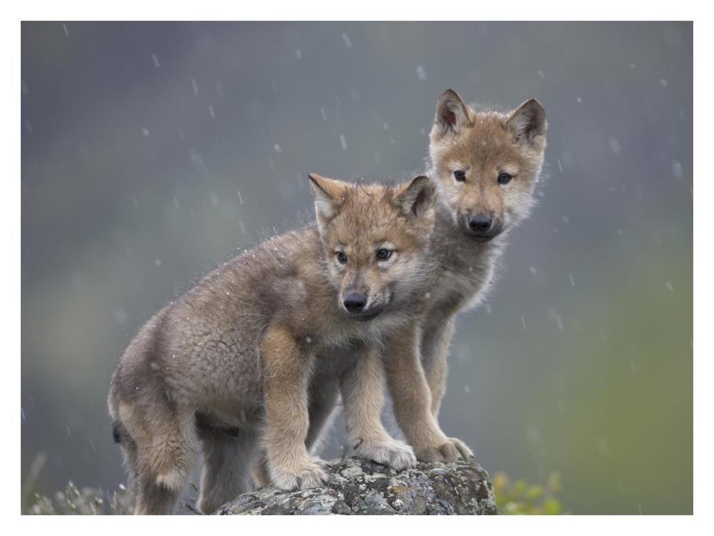 Gray Wolf Pups In Light Snowfall, North America-Paper Art-18,,X14,,