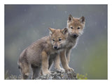 Gray Wolf Pups In Light Snowfall, North America-Paper Art-26,,X20,,