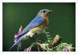 Eastern Bluebird Male Portrait, Ontario, Canada-Paper Art-32,,X22,,