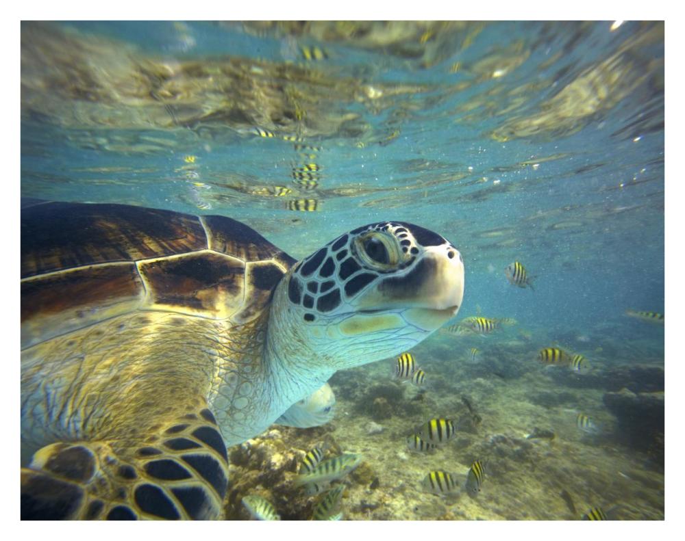 Green Sea Turtle, Balicasag Island, Philippines-Paper Art-34,,X26,,