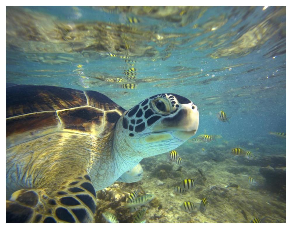 Green Sea Turtle, Balicasag Island, Philippines-Paper Art-50,,X38,,