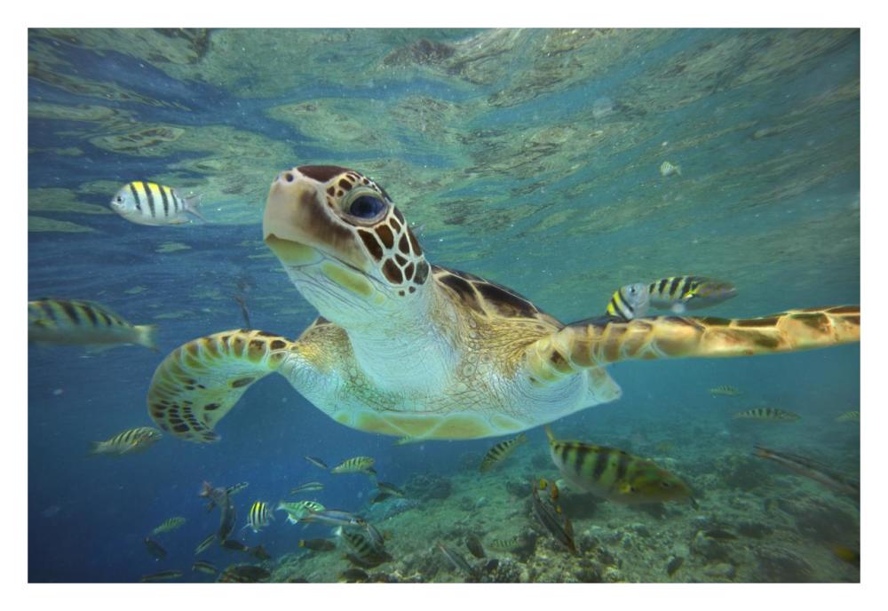 Green Sea Turtle, Balicasag Island, Philippines-Paper Art-32,,X22,,