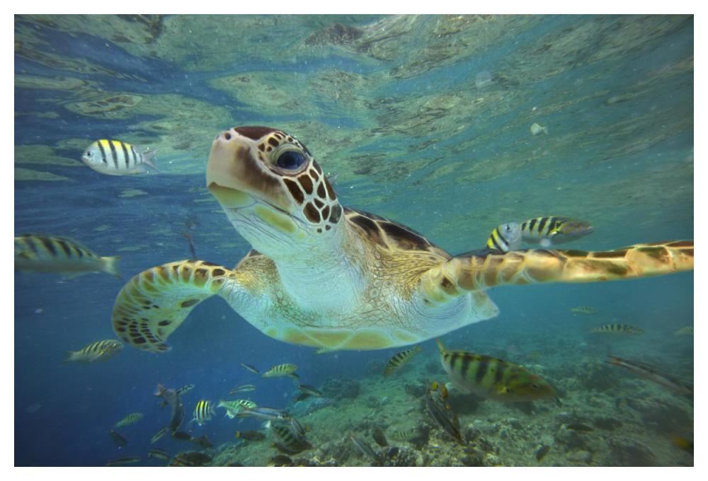 Green Sea Turtle, Balicasag Island, Philippines-Paper Art-50,,X34,,