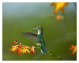 Green-Crowned Woodnymph Female Landing, Ecuador-Paper Art-34,,X26,,