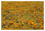 California Poppies And Golden Yarrow California-Paper Art-20,,X14,,