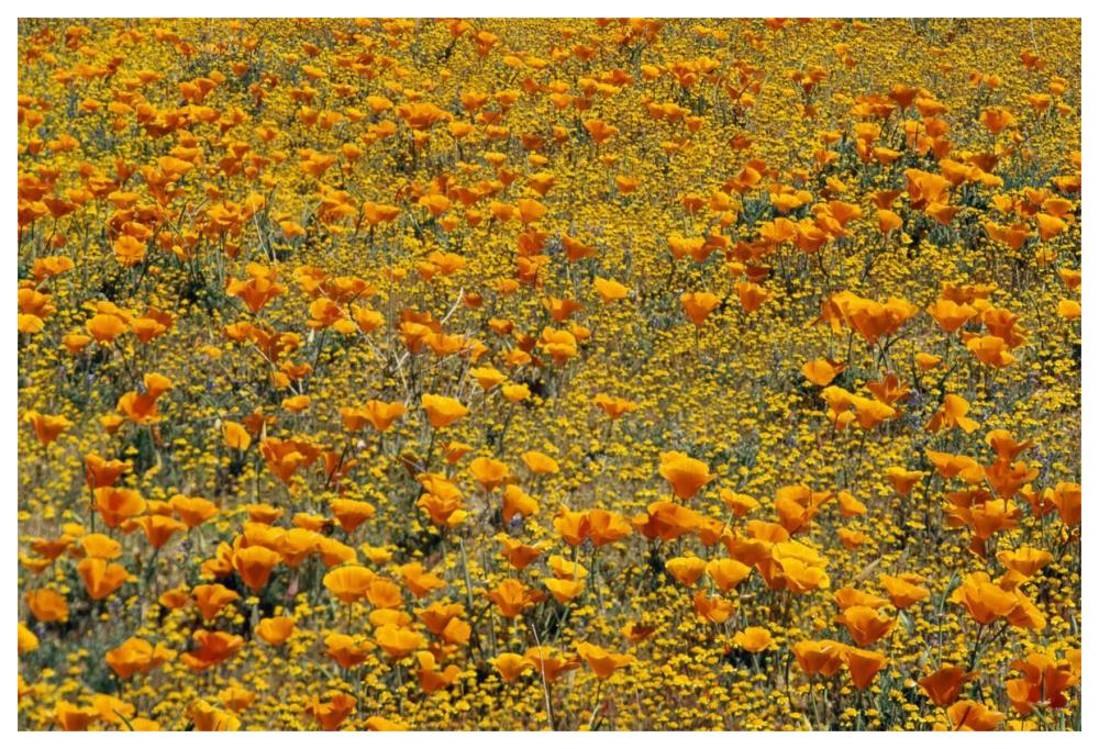 California Poppies And Golden Yarrow California-Paper Art-62,,X42,,