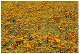California Poppies And Golden Yarrow California-Paper Art-62,,X42,,