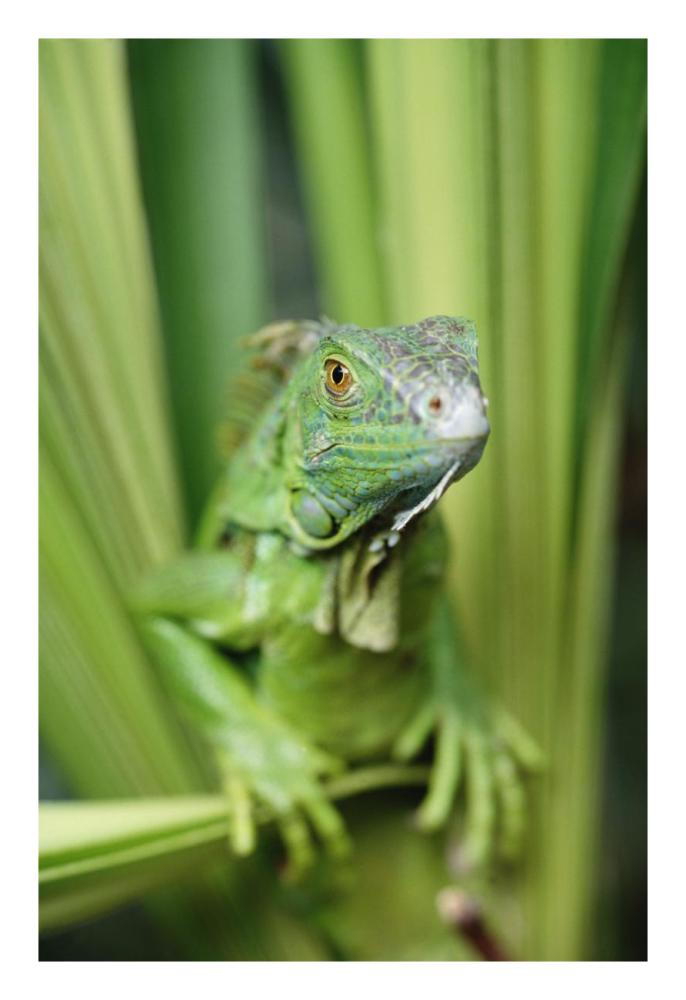 Green Iguana Portrait, Honduras, Central America-Paper Art-18,,X26,,