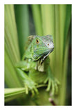 Green Iguana Portrait, Honduras, Central America-Paper Art-18,,X26,,