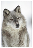 Timber Wolf Portrait With Snow On Muzzle, Montana-Paper Art-34,,X50,,