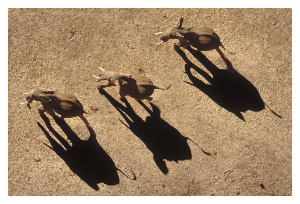 African Elephant Trio Aerial With Shadows, Africa-Paper Art-20,,X14,,