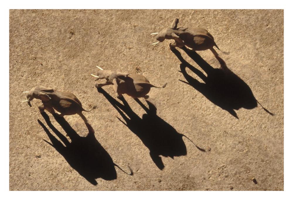 African Elephant Trio Aerial With Shadows, Africa-Paper Art-32,,X22,,