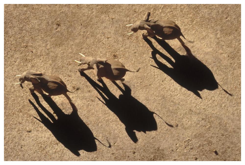 African Elephant Trio Aerial With Shadows, Africa-Paper Art-62,,X42,,