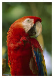 Scarlet Macaw, Native To Central And South America-Paper Art-14,,X20,,