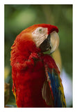 Scarlet Macaw, Native To Central And South America-Paper Art-18,,X26,,