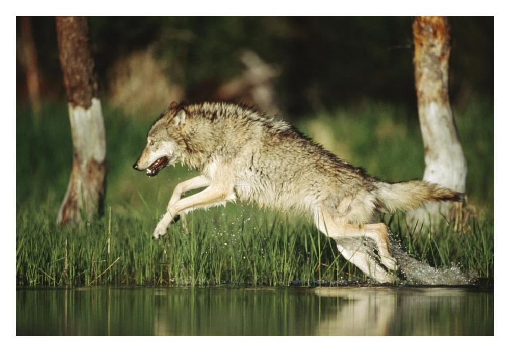 Timber Wolf Running Through Shallow River, Montana-Paper Art-32,,X22,,