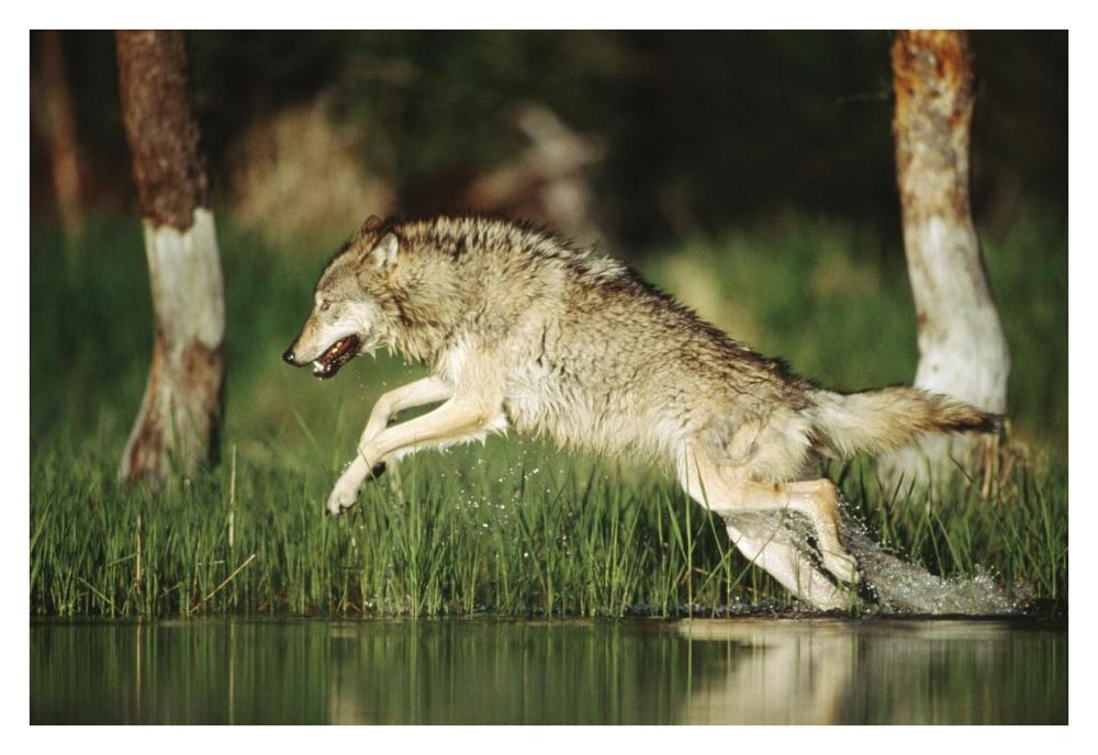 Timber Wolf Running Through Shallow River, Montana-Paper Art-38,,X26,,