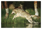 Timber Wolf Running Through Shallow River, Montana-Paper Art-38,,X26,,