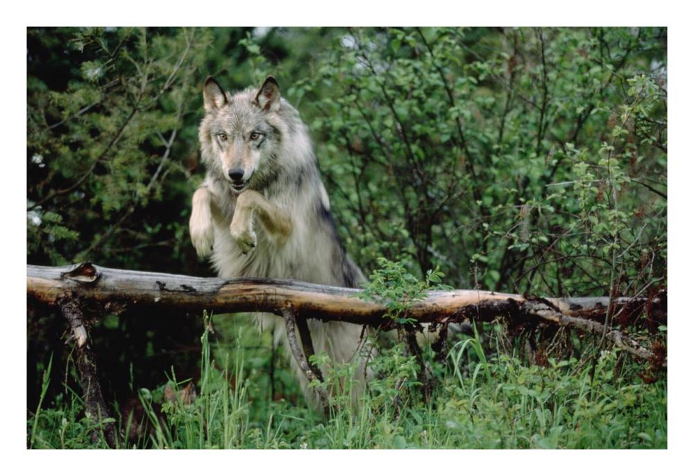 Timber Wolf Leaping Over Fallen Log, North America-Paper Art-26,,X18,,