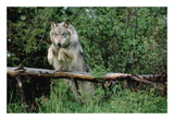 Timber Wolf Leaping Over Fallen Log, North America-Paper Art-26,,X18,,