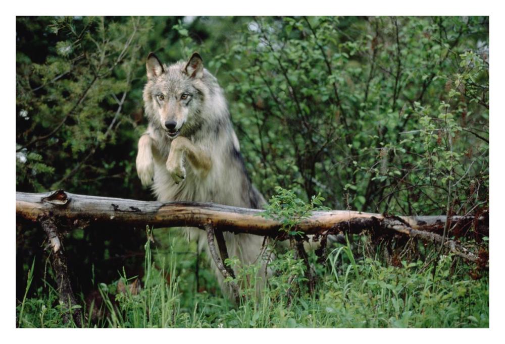Timber Wolf Leaping Over Fallen Log, North America-Paper Art-32,,X22,,