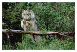 Timber Wolf Leaping Over Fallen Log, North America-Paper Art-32,,X22,,