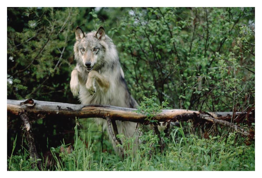 Timber Wolf Leaping Over Fallen Log, North America-Paper Art-38,,X26,,
