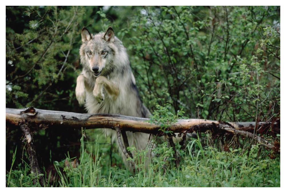 Timber Wolf Leaping Over Fallen Log, North America-Paper Art-50,,X34,,