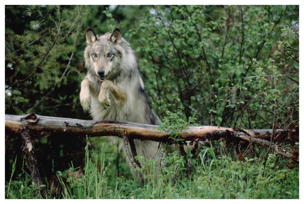 Timber Wolf Leaping Over Fallen Log, North America-Paper Art-62,,X42,,