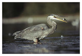 Great Blue Heron With Captured Fish, North America-Paper Art-20,,X14,,